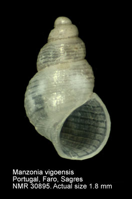 Manzonia vigoensis.jpg - Manzonia vigoensis(Rolán,1983)